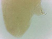 Adropion scoticum image