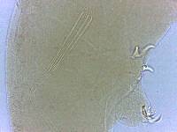 Adropion scoticum image