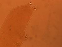 Adropion scoticum image