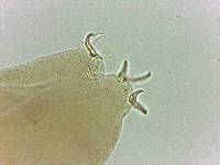 Adropion scoticum image