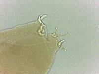 Adropion scoticum image