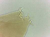 Adropion scoticum image