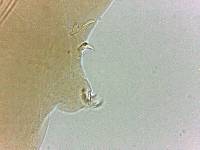 Adropion scoticum image