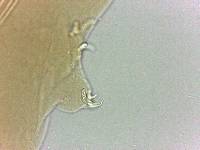 Adropion scoticum image