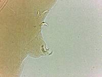 Adropion scoticum image