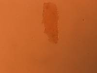 Adropion scoticum image