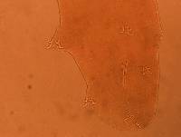 Adropion scoticum image