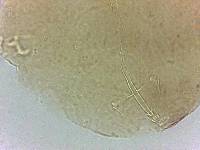 Adropion scoticum image