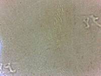 Adropion scoticum image