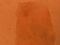 Adropion scoticum image