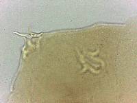 Adropion scoticum image