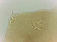 Adropion scoticum image