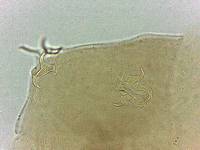Adropion scoticum image