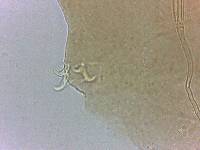 Adropion scoticum image