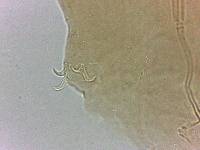 Adropion scoticum image