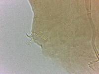 Adropion scoticum image