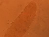 Adropion scoticum image