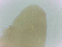 Adropion scoticum image