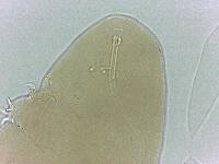 Adropion scoticum image