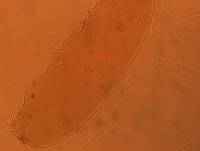 Adropion scoticum image