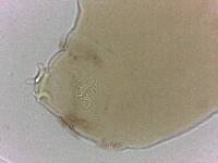 Adropion scoticum image