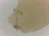 Adropion scoticum image