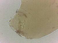 Adropion scoticum image