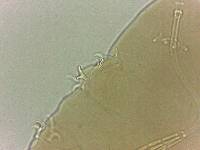 Adropion scoticum image