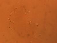 Adropion scoticum image