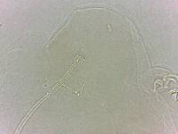 Adropion scoticum image