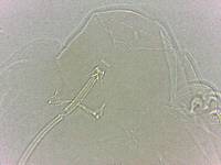 Adropion scoticum image