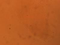 Adropion scoticum image