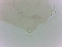 Adropion scoticum image