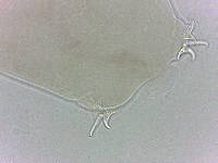 Adropion scoticum image