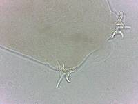 Adropion scoticum image