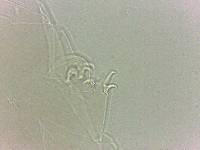 Adropion scoticum image
