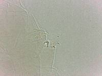 Adropion scoticum image