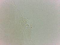 Adropion scoticum image