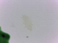 Adropion scoticum image