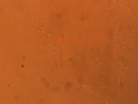 Adropion scoticum image