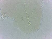 Adropion scoticum image