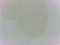 Adropion scoticum image