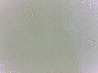 Adropion scoticum image
