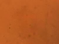 Adropion scoticum image