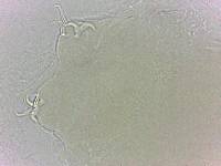 Adropion scoticum image