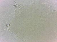 Adropion scoticum image