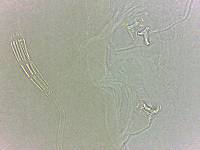 Adropion scoticum image