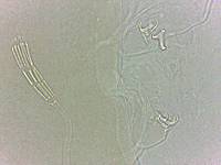 Adropion scoticum image