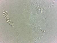 Adropion scoticum image