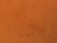 Adropion scoticum image